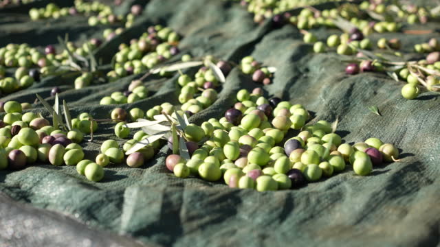 olive seed