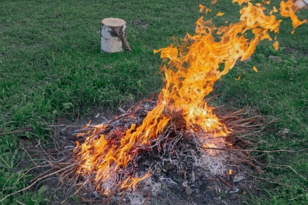 tree stump