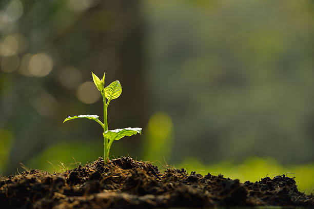 SEED CORN PLANT