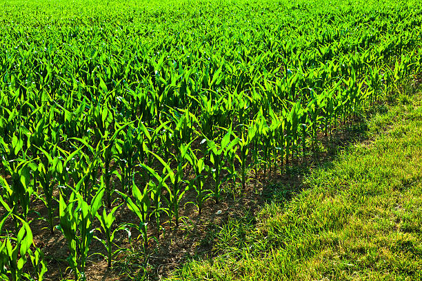 SEED CORN PLANT