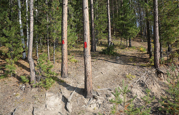 dying pine tree