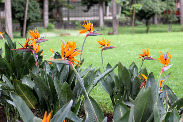 Mexican bird of paradise plant