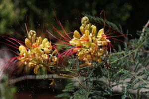 Mexican bird of paradise plant