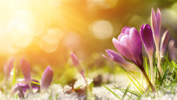 Purple Flowers