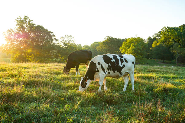 Grass Fed Milk