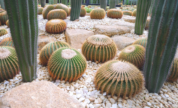 barrel cactus