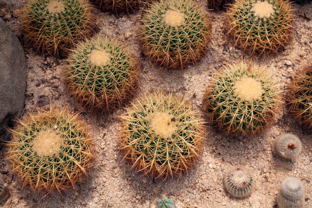 barrel cactus