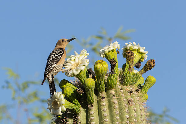 Saguaro cactus