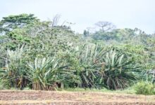 Costa Farms Plants