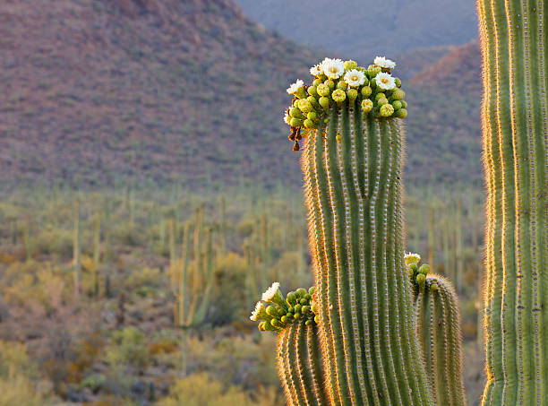 Saguaro cactus