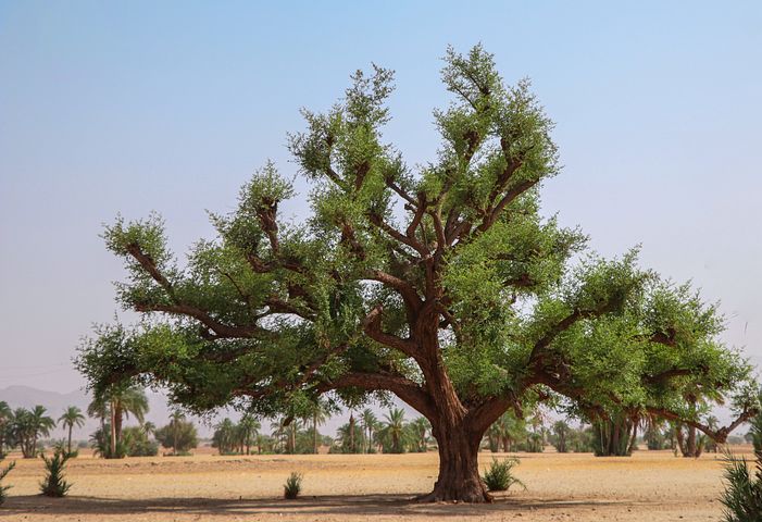 mesquite tree