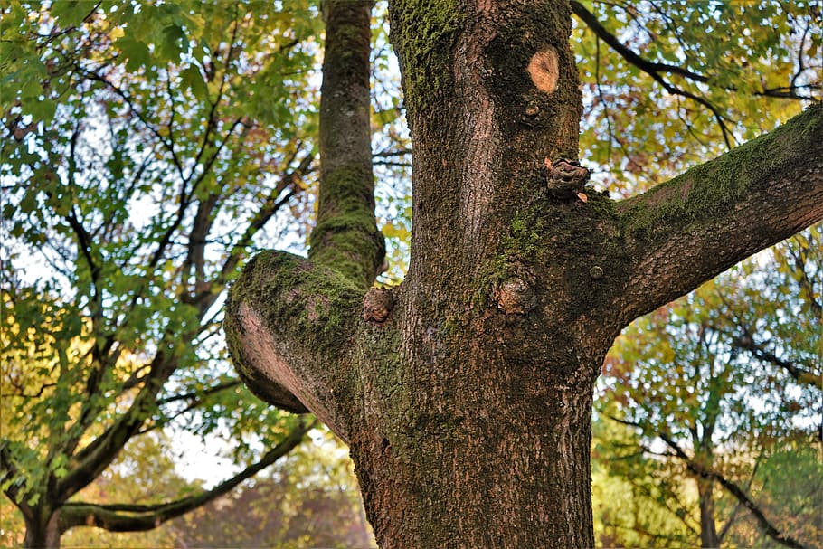 tree branches