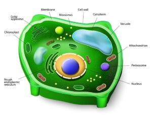 plant cells