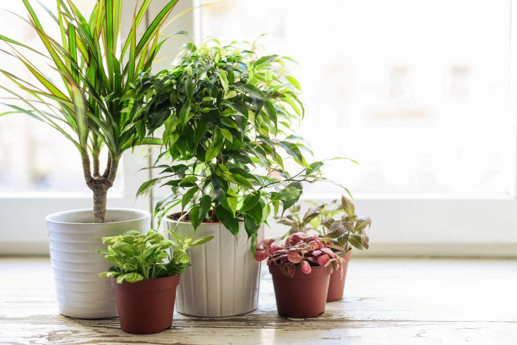 grow houseplants