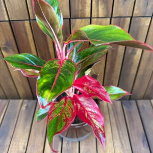 Aglaonema spp