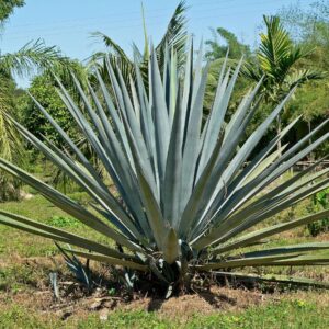 AGAVE