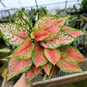 Aglaonema