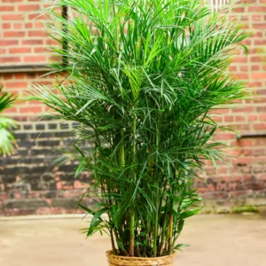 Bamboo Palm